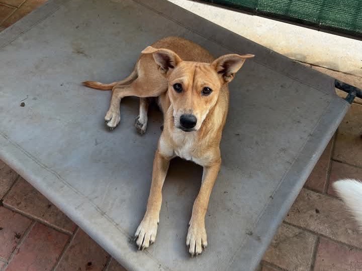 Adotta un cane, femmina, 1 anno e 6 mesi, Roma