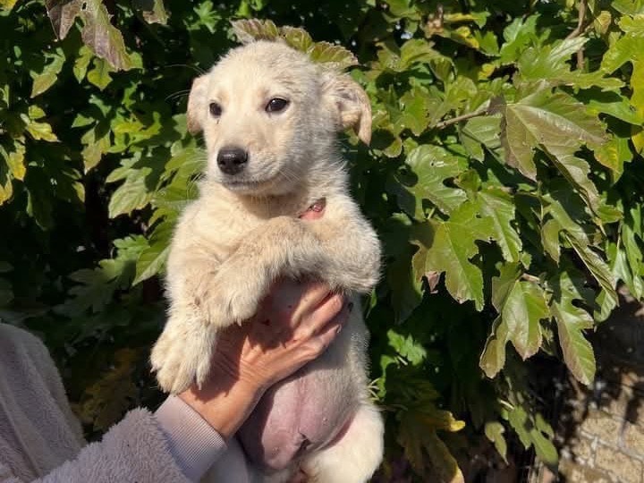 Adozione cane, maschio, Razza sconosciuta Razza sconosciuta, 10 mesi, taglia piccola, Roma
