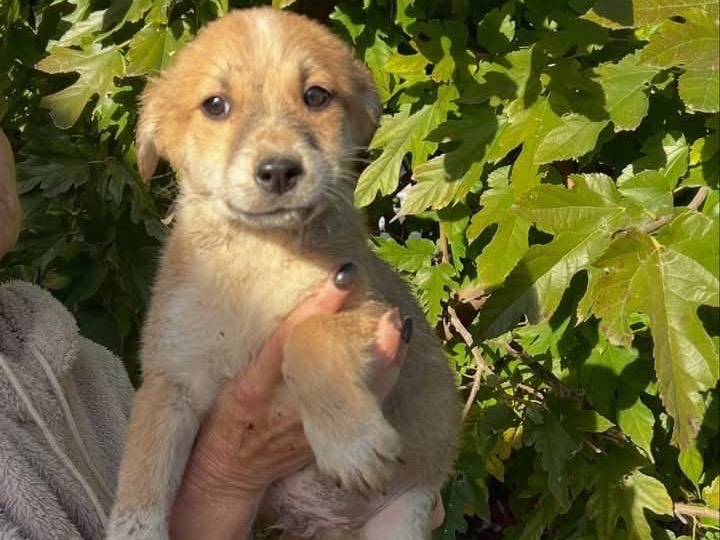 Adozione cane, maschio, Razza sconosciuta Razza sconosciuta, 10 mesi, taglia piccola, Roma