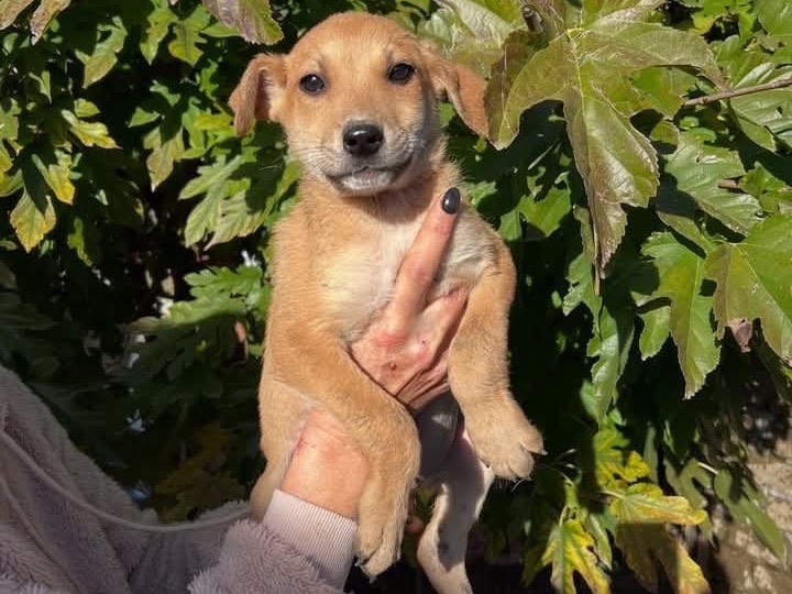 Adozione cane, maschio, Razza sconosciuta Razza sconosciuta, 10 mesi, taglia piccola, Roma
