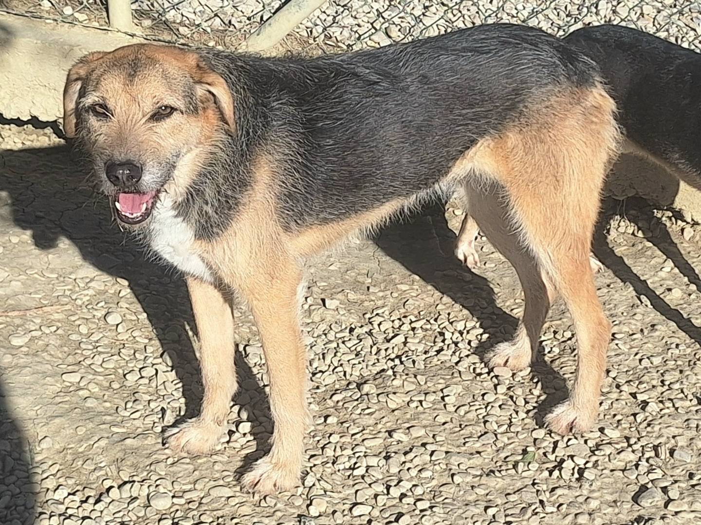 Adotta un cane, femmina, 5 anni  e 3 mesi , Teramo