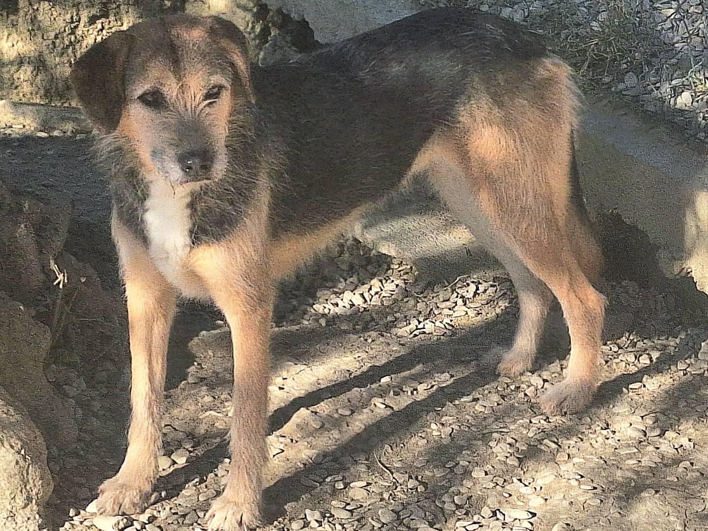 Adotta un cane, taglia media, femmina, Teramo