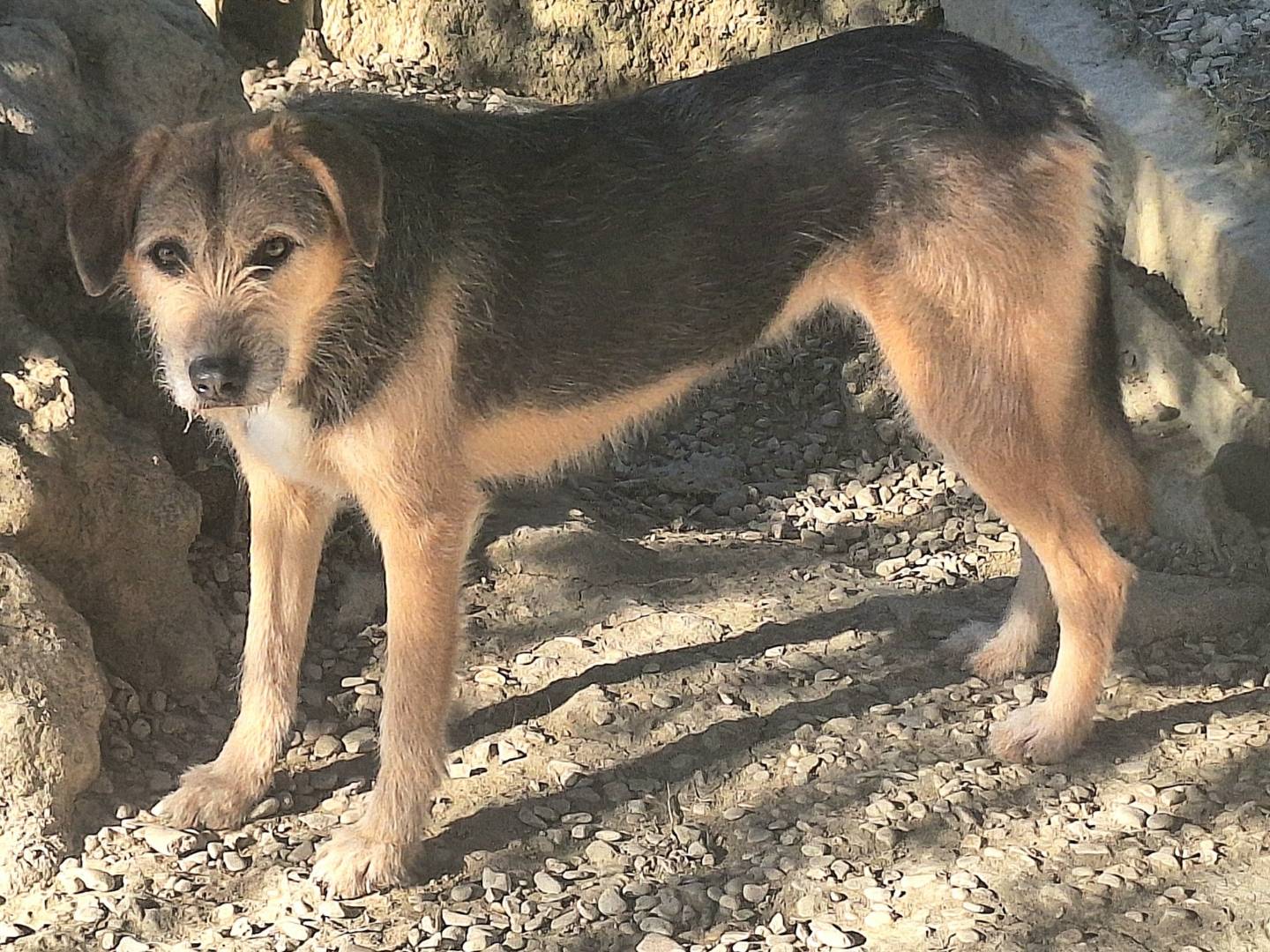 Vuoi adottare un cane a Teramo?