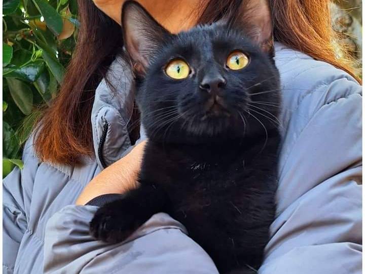 Adotta un gatto, taglia non valida, femmina, Parma