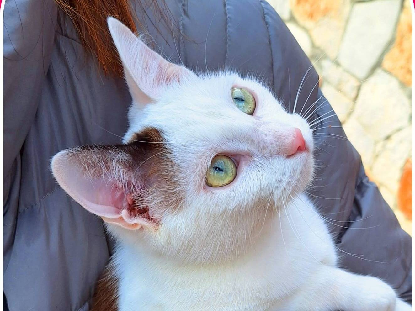Adotta un gatto, femmina, 8 mesi, Parma