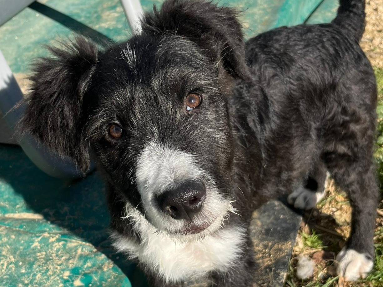 Adozione cane, maschio, Razza sconosciuta Razza sconosciuta, 11 mesi, taglia media, Trapani