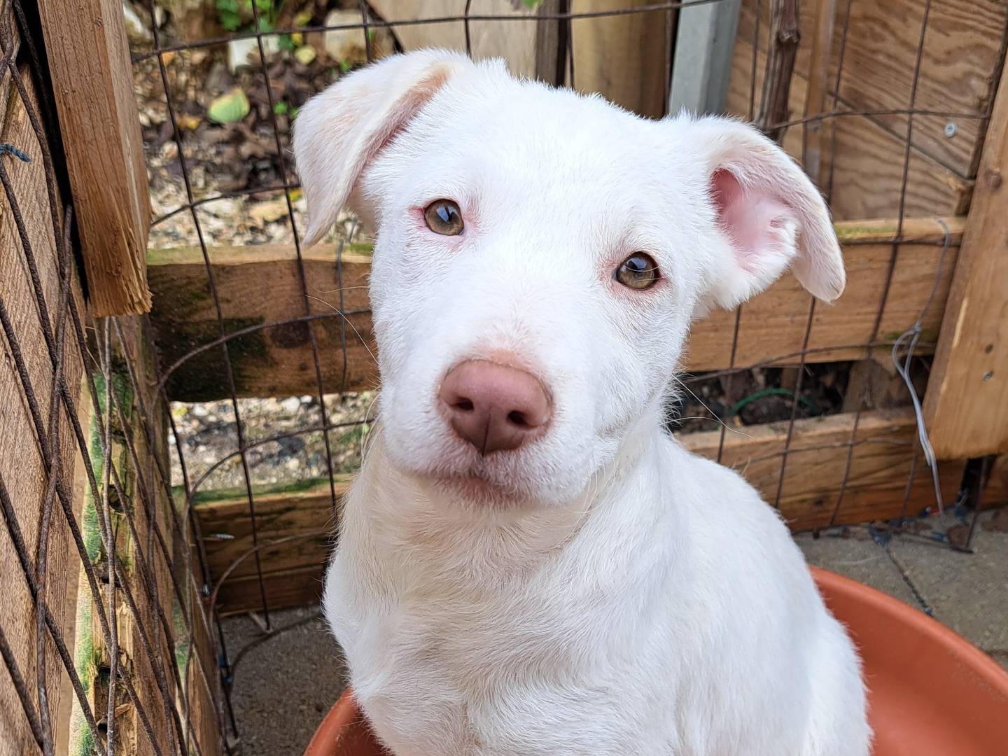 Adotta un cane, femmina, 7 mesi, Trapani