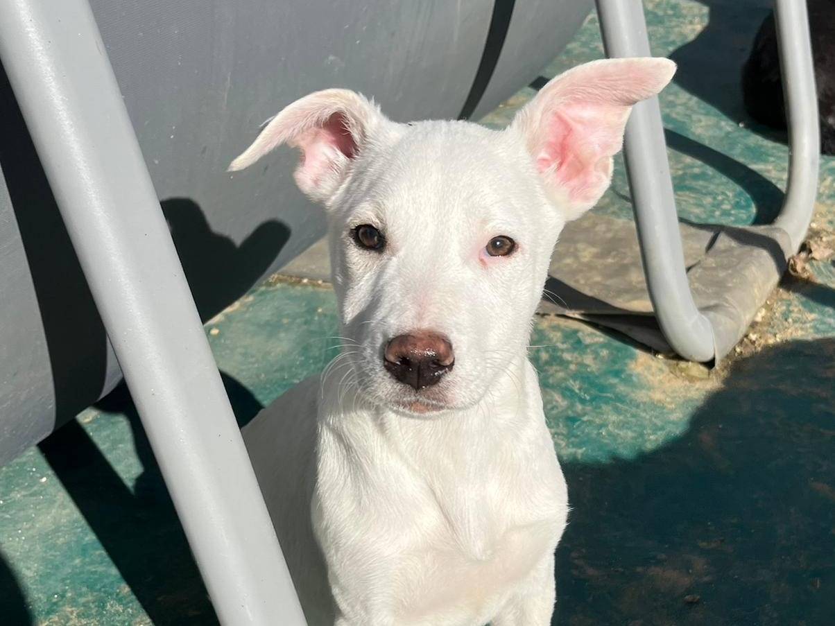 Adozione cane, femmina, Razza sconosciuta Razza sconosciuta, 11 mesi, taglia media, Trapani