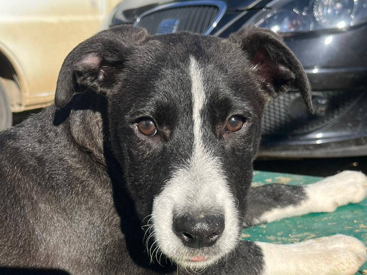 Adotta un cane, femmina, 7 mesi, Trapani