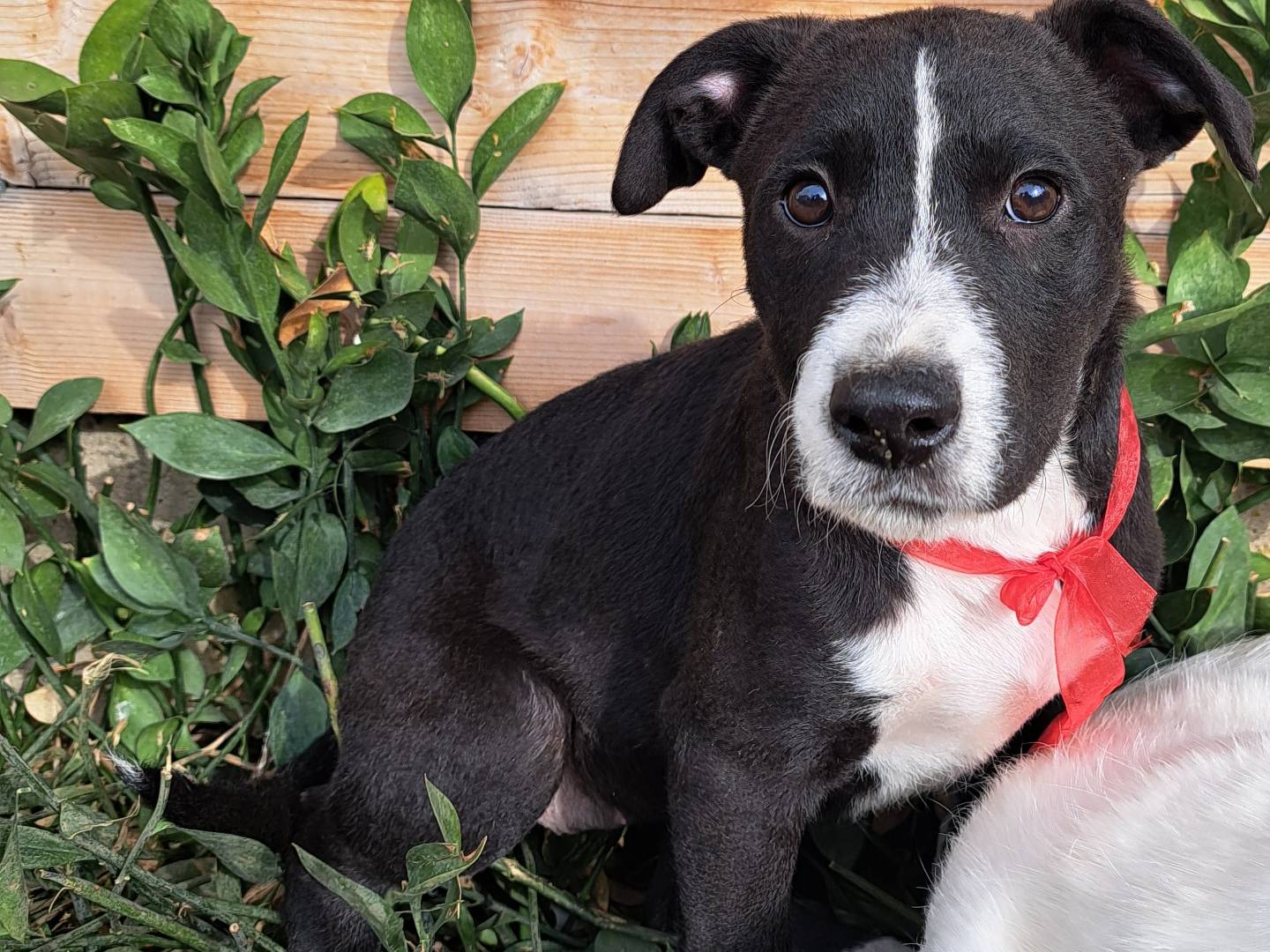 Foto dell'animale