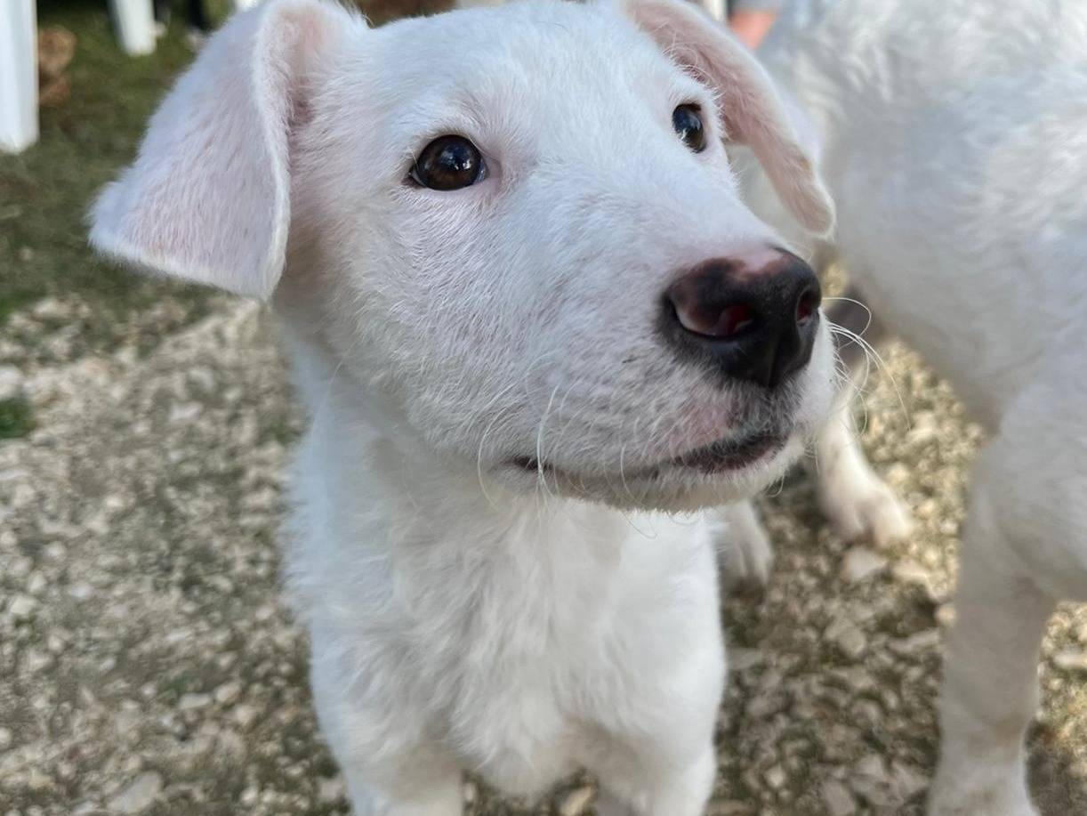 Foto dell'animale