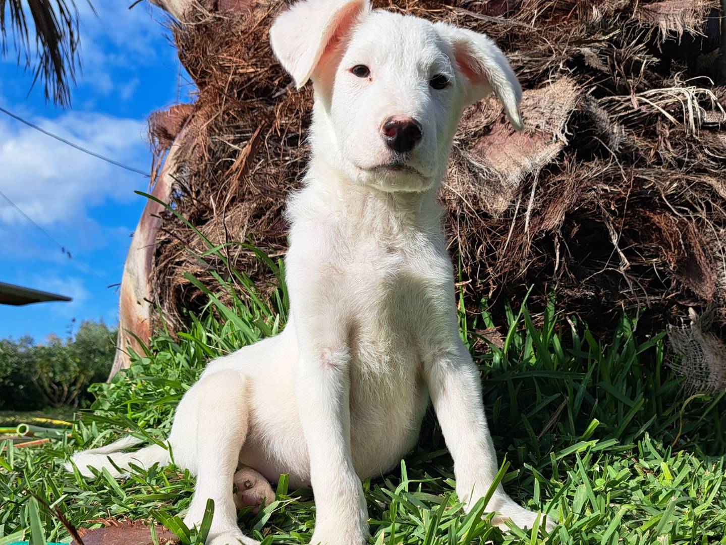 Adotta un cane, taglia media, maschio, Trapani