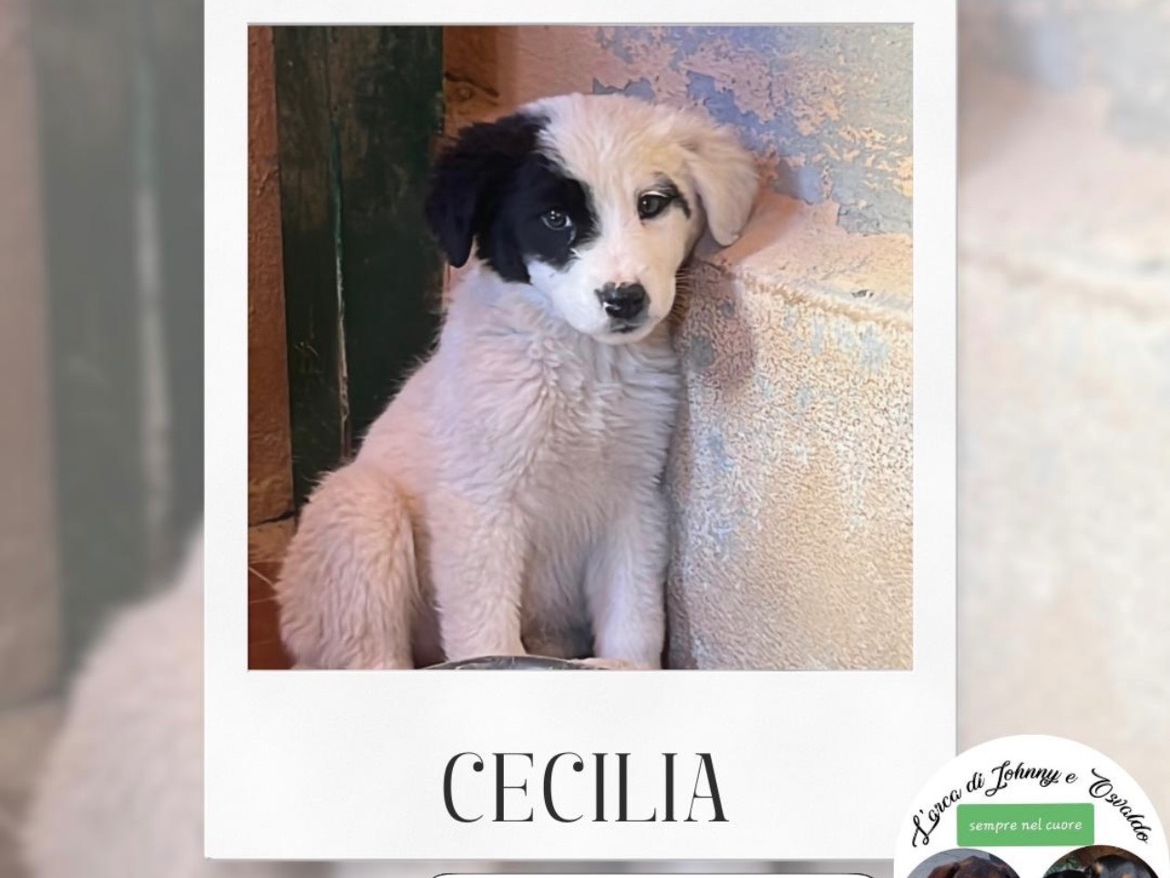 Adozione cane, femmina, Razza sconosciuta Razza sconosciuta, 4 mesi, taglia media, Trapani