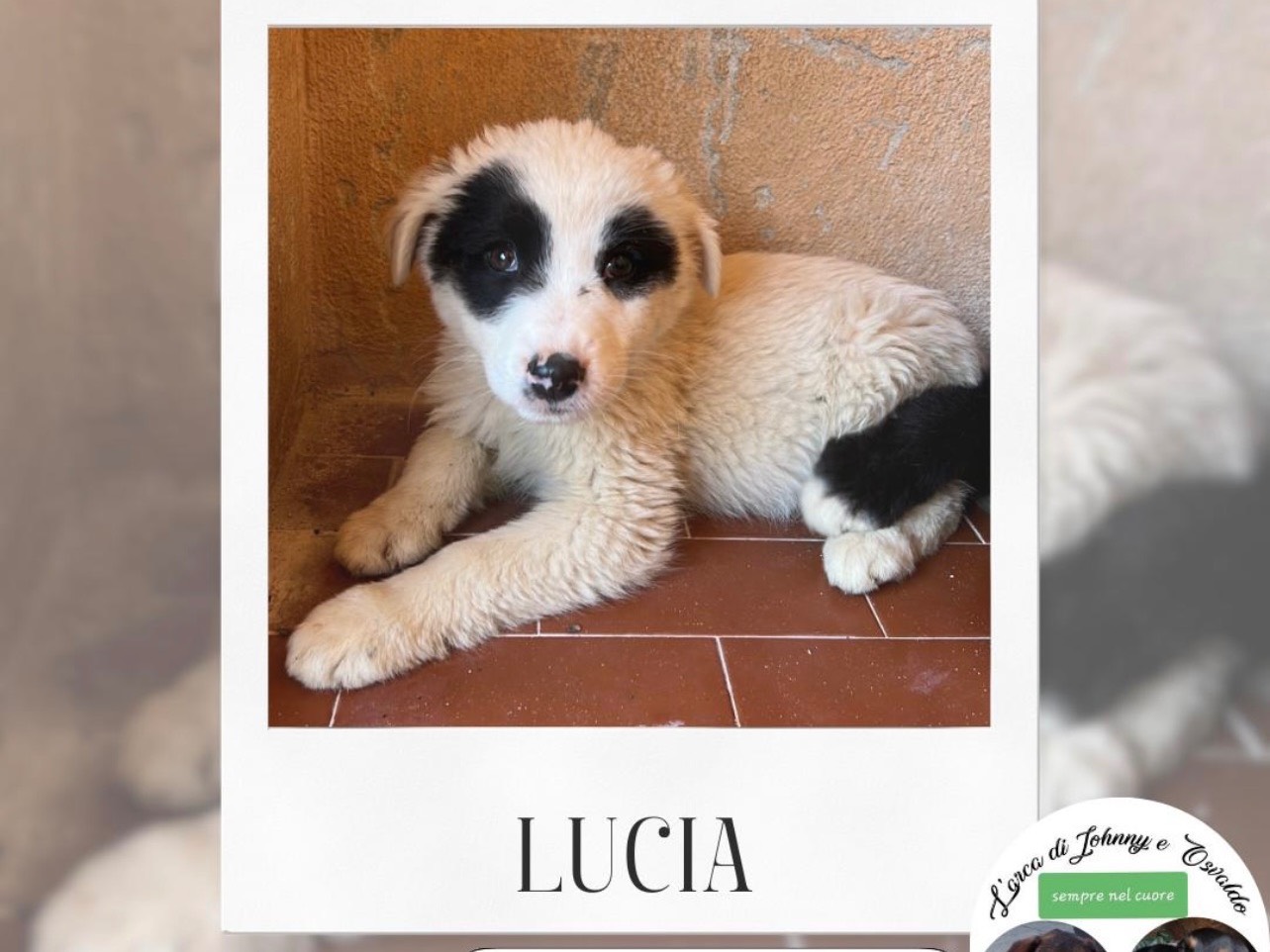 Adotta un cane, femmina, 4 mesi, Trapani