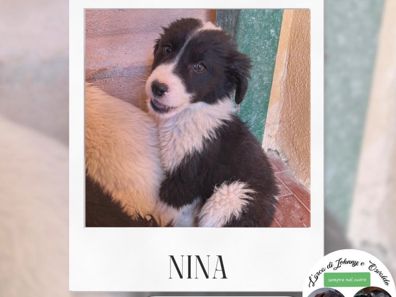 Adotta un cane, taglia media, femmina, Trapani
