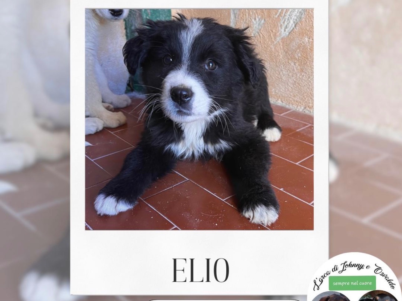 Adotta il cane Cecilia Donatella a Trapani