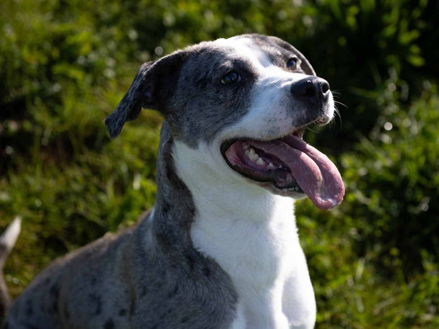 Adotta un cane, femmina, 2 anni  e 7 mesi , Firenze