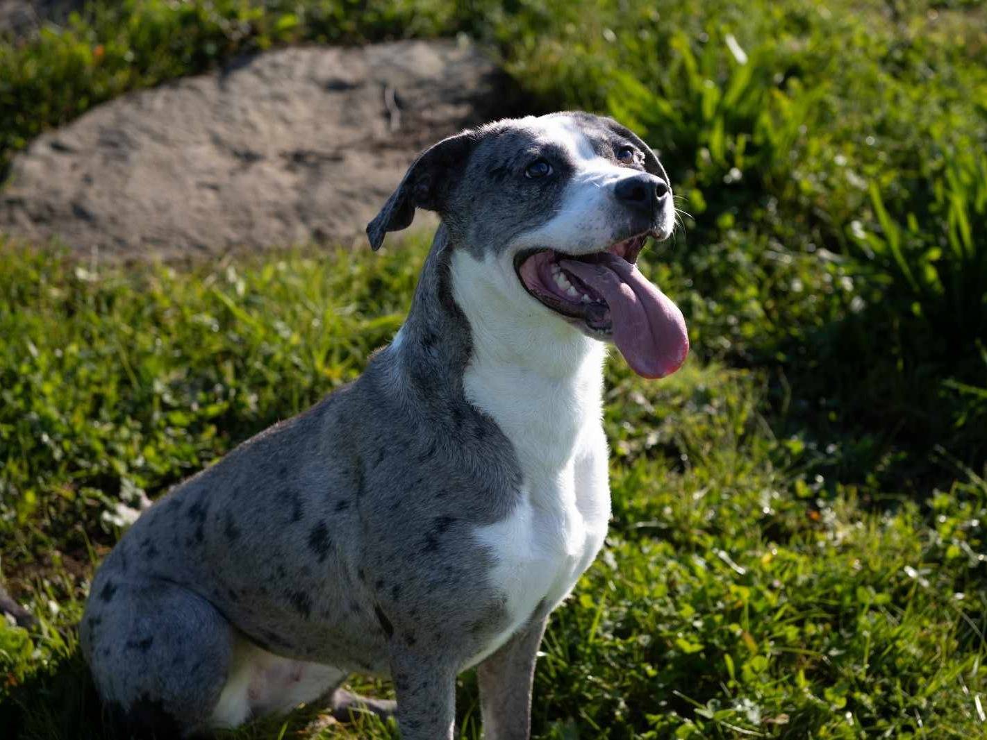 Foto dell'animale