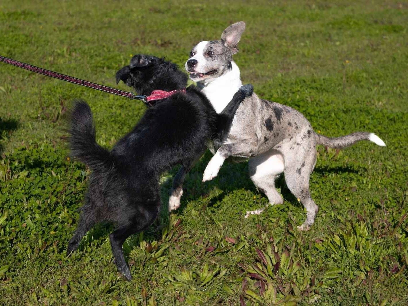 Adotta un cane, taglia media, femmina, Firenze