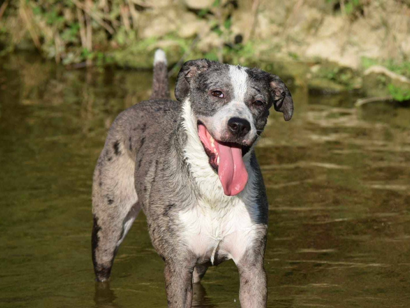 Vuoi adottare un cane a Firenze?