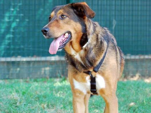 Adotta un cane, femmina, 9 anni  e 11 mesi , Bergamo