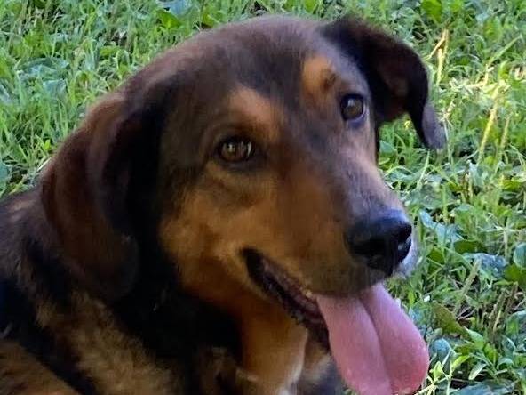 Adotta un cane, taglia media, femmina, Bergamo