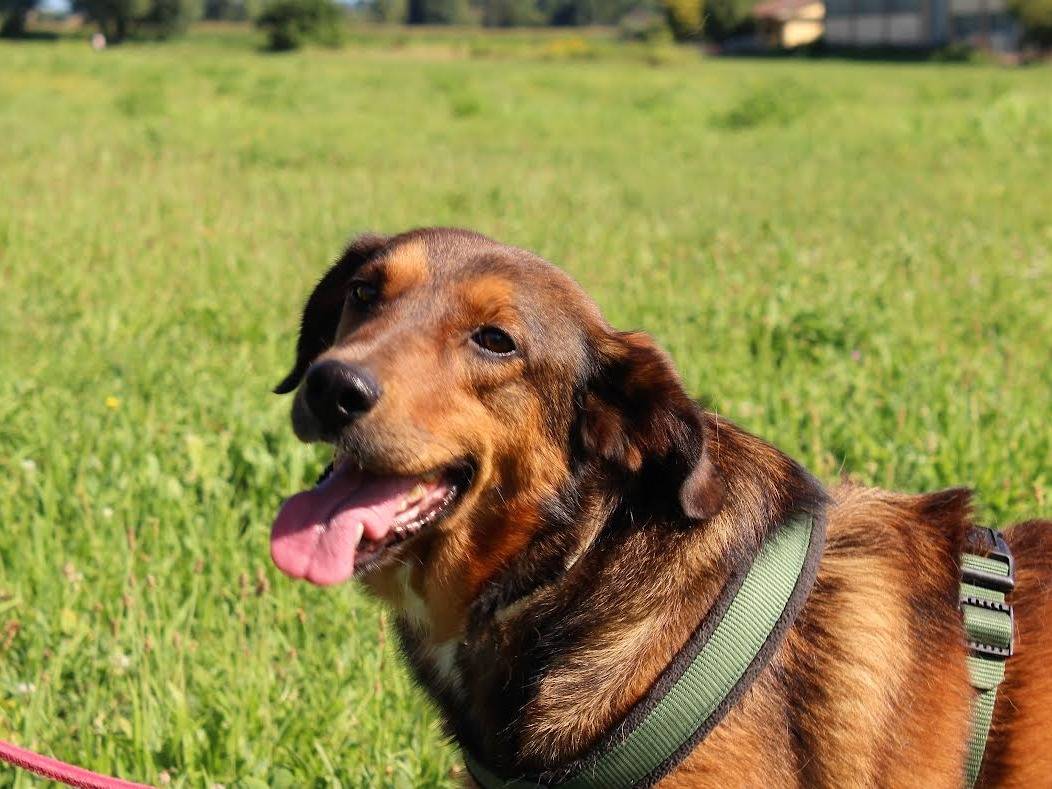 Vuoi adottare un cane a Bergamo?