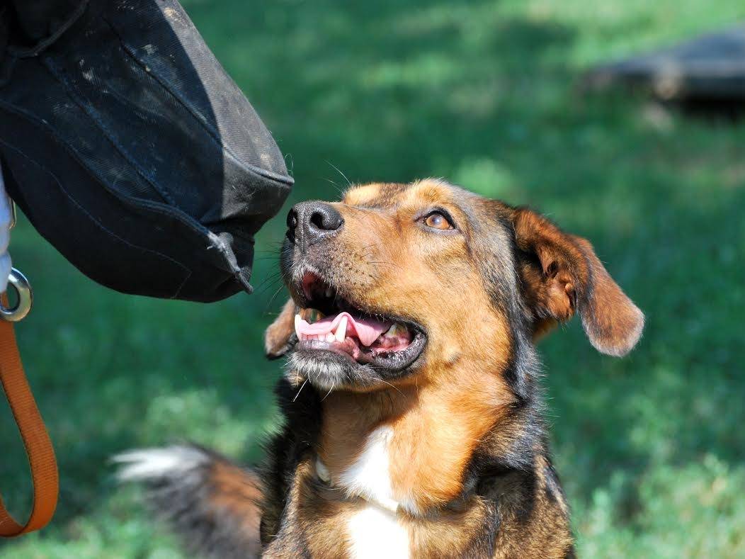 Adotta il cane Zinnia a Bergamo