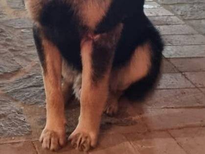 Adotta un cane, taglia grande, maschio, Crotone