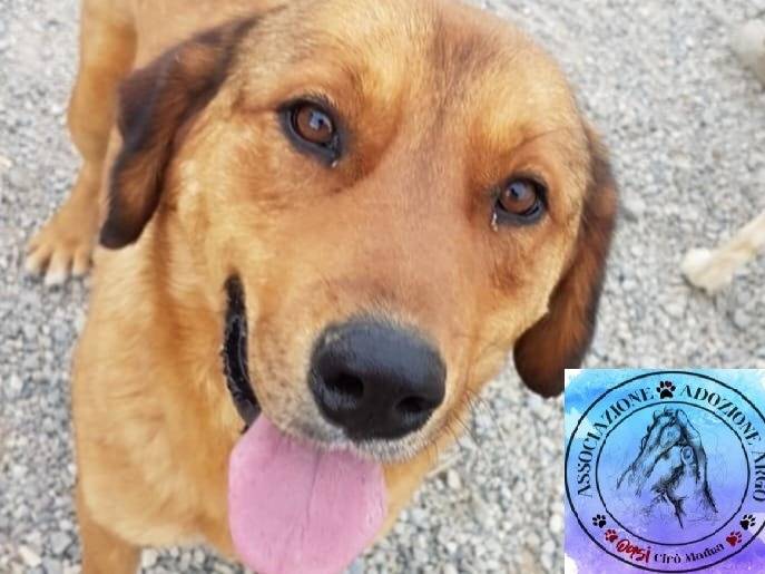 Adozione cane, maschio, Razza sconosciuta Razza sconosciuta, 7 anni e 11 mesi, taglia grande, Crotone