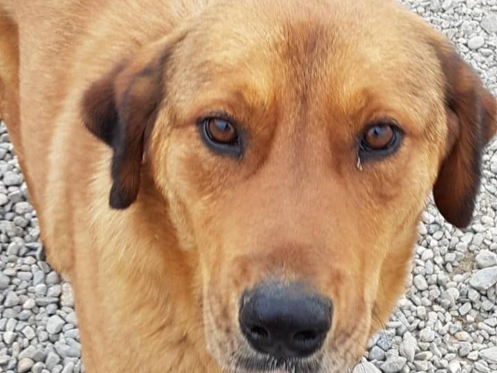 Adotta un cane, maschio, 7 anni e 11 mesi, Crotone