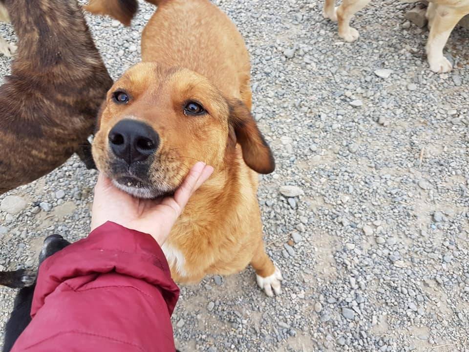 Adotta un cane, taglia grande, maschio, Crotone