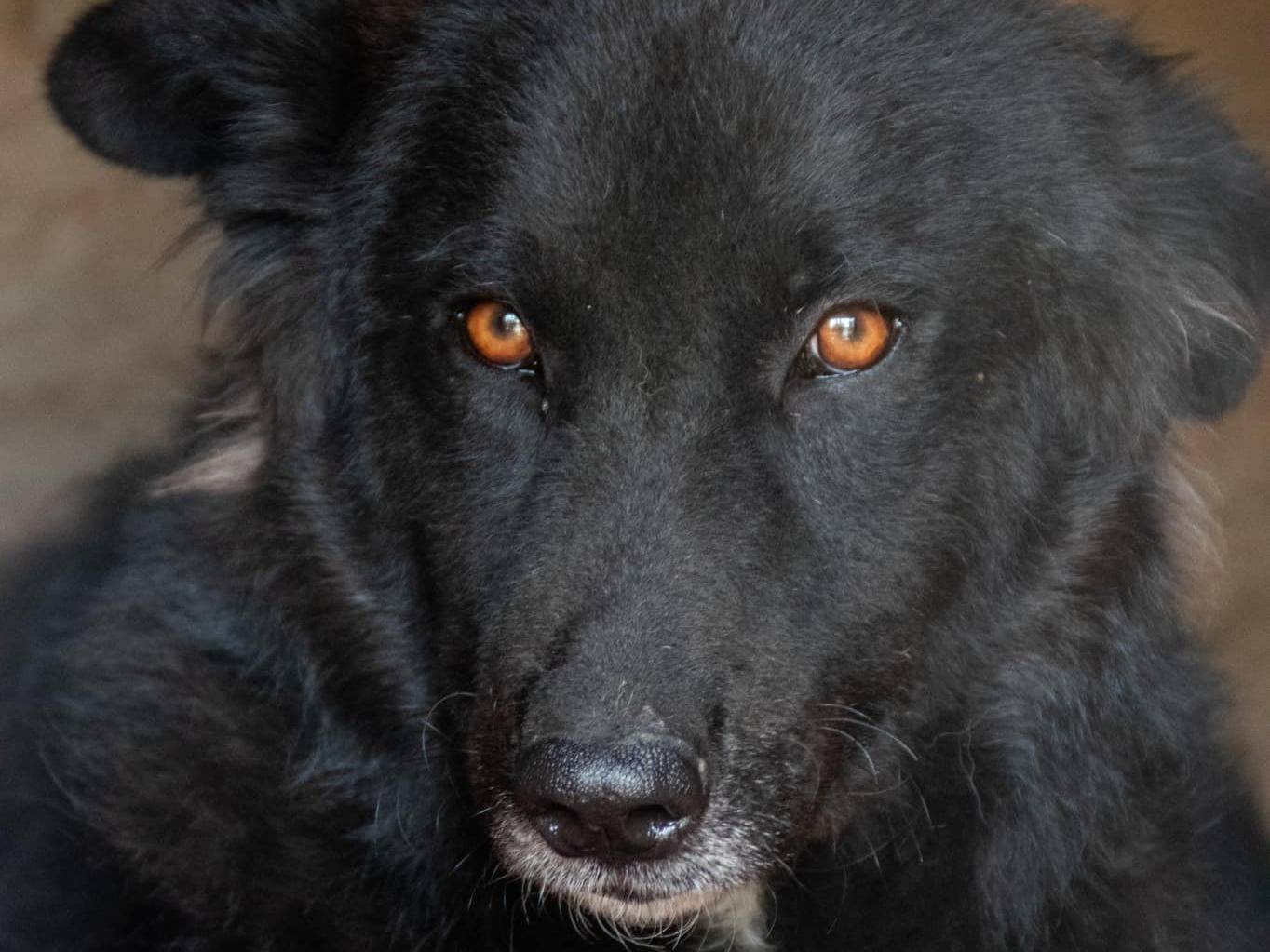 Adozione cane, femmina, Razza sconosciuta Razza sconosciuta, 6 anni  e 7 mesi , taglia media, Crotone