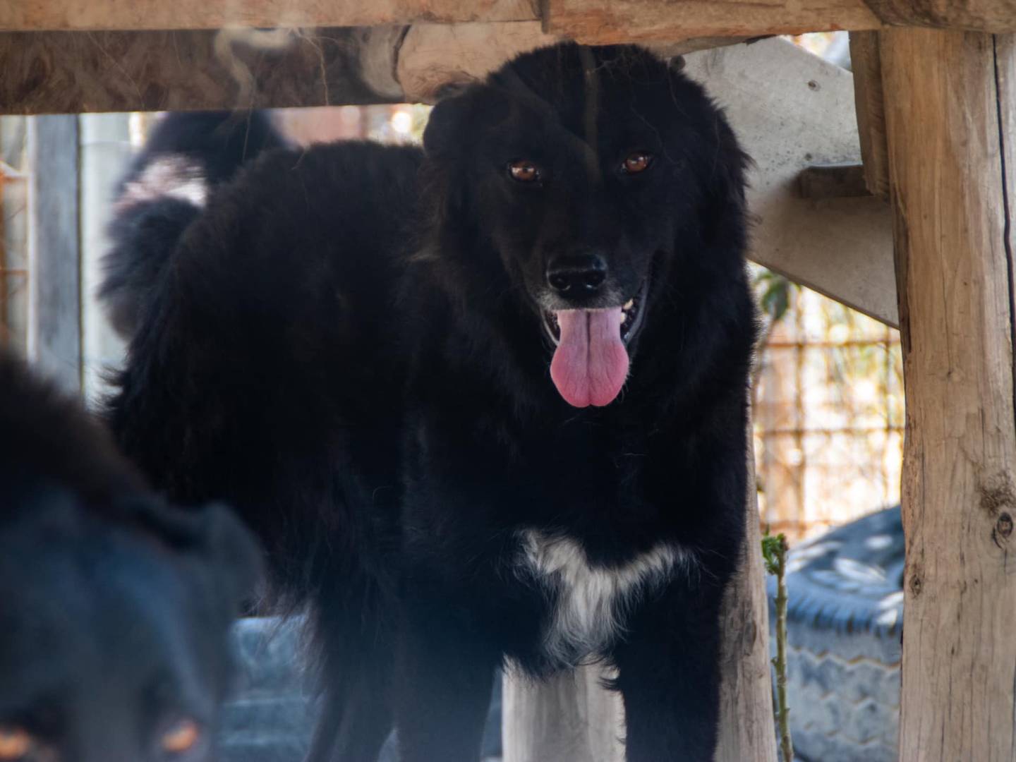 Adotta un cane, femmina, 6 anni  e 7 mesi , Crotone