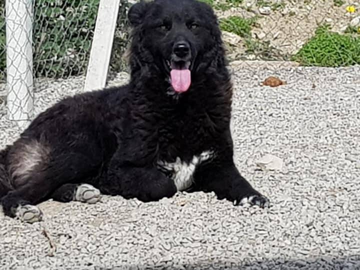 Vuoi adottare un cane a Crotone?