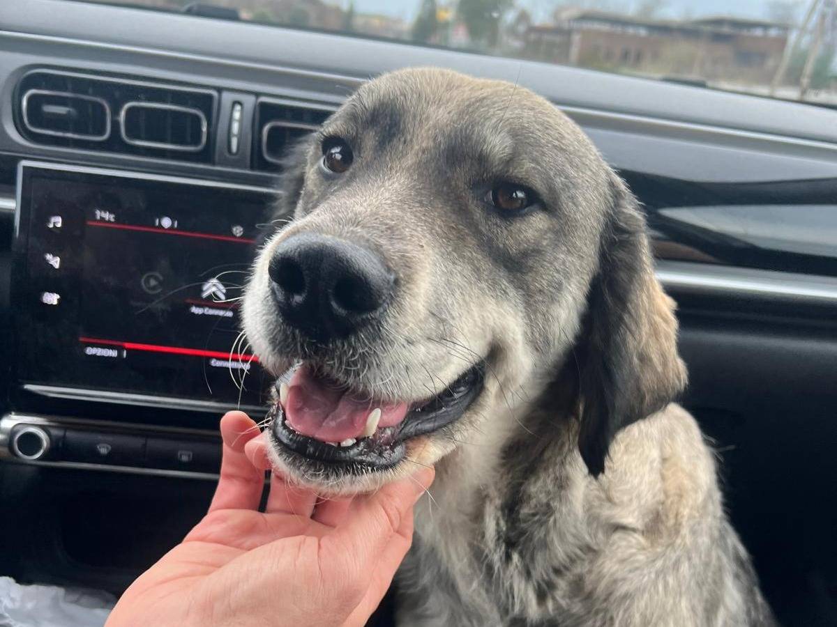 Adotta un cane, femmina, 2 anni  e 4 mesi , Crotone