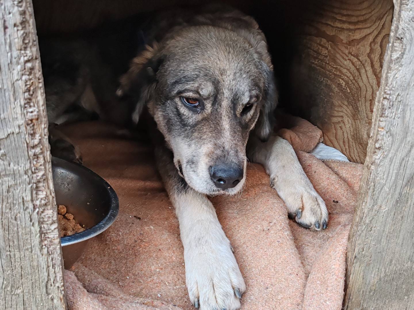 Adotta un cane, taglia grande, femmina, Crotone