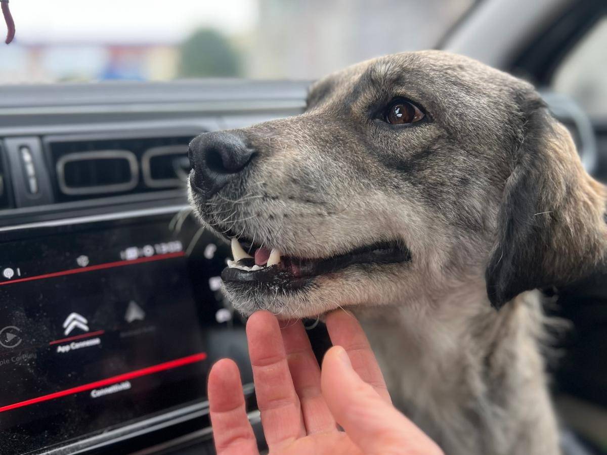 Vuoi adottare un cane a Crotone?