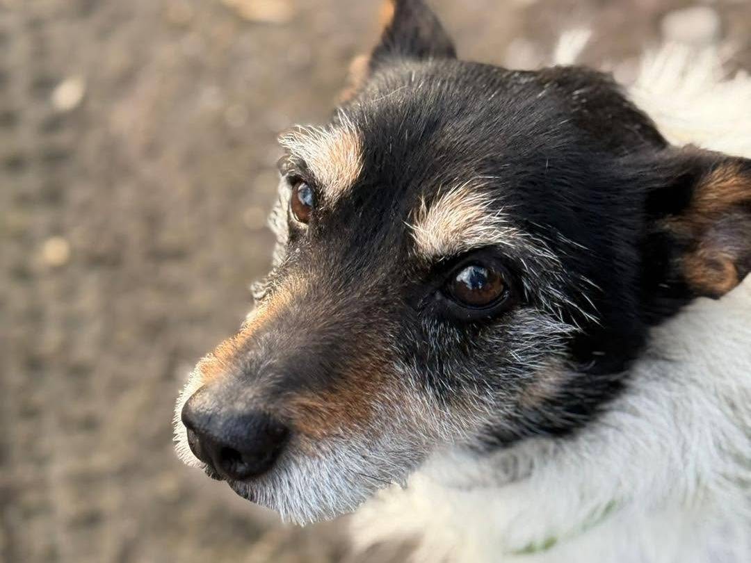 Adotta un cane, maschio, 10 anni  e 8 mesi , Milano