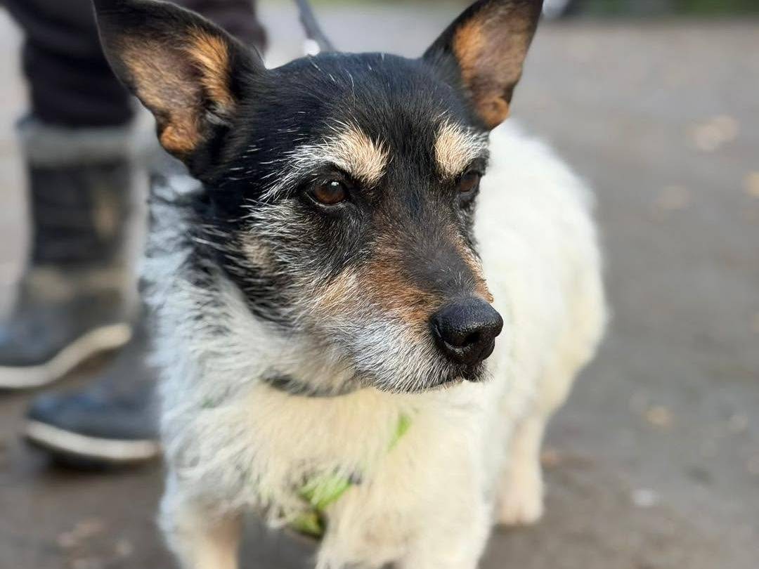 Adotta un cane, taglia piccola, maschio, Milano