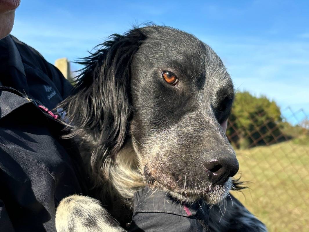 Adotta un cane, maschio, 2 anni  e 3 mesi , Roma