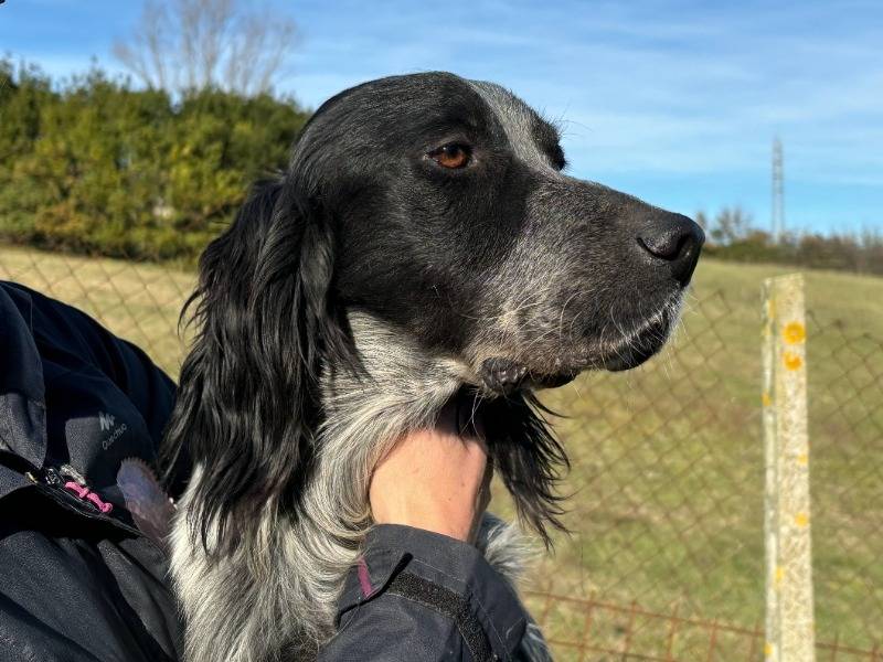 Adotta un cane, taglia media, maschio, Roma