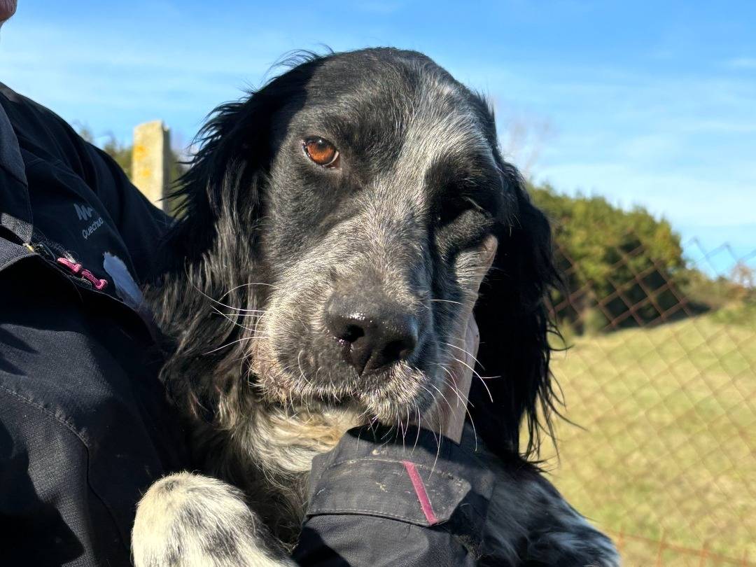 Vuoi adottare un cane a Roma?