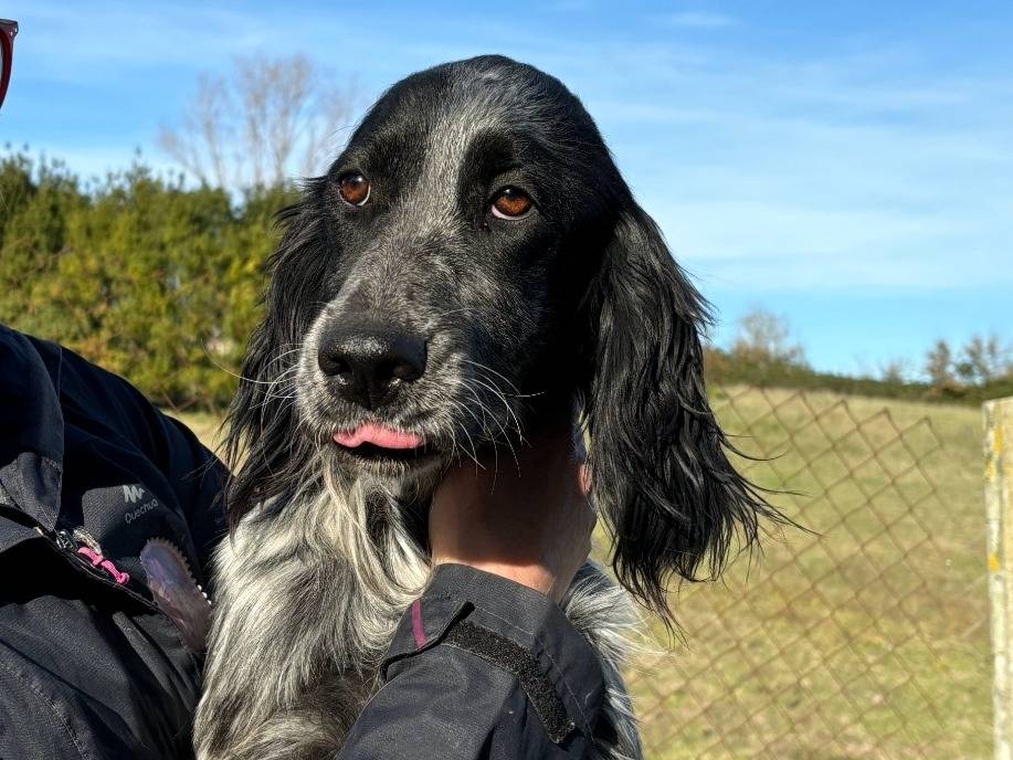 Adotta il cane ZANZIBAR  a Roma