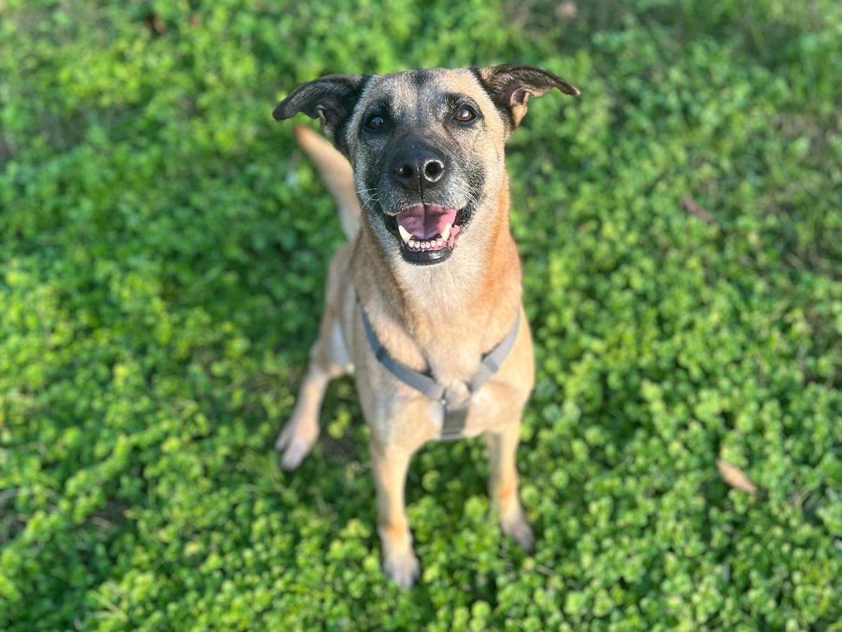 Adotta un cane, femmina, 9 anni  e 3 mesi , Milano