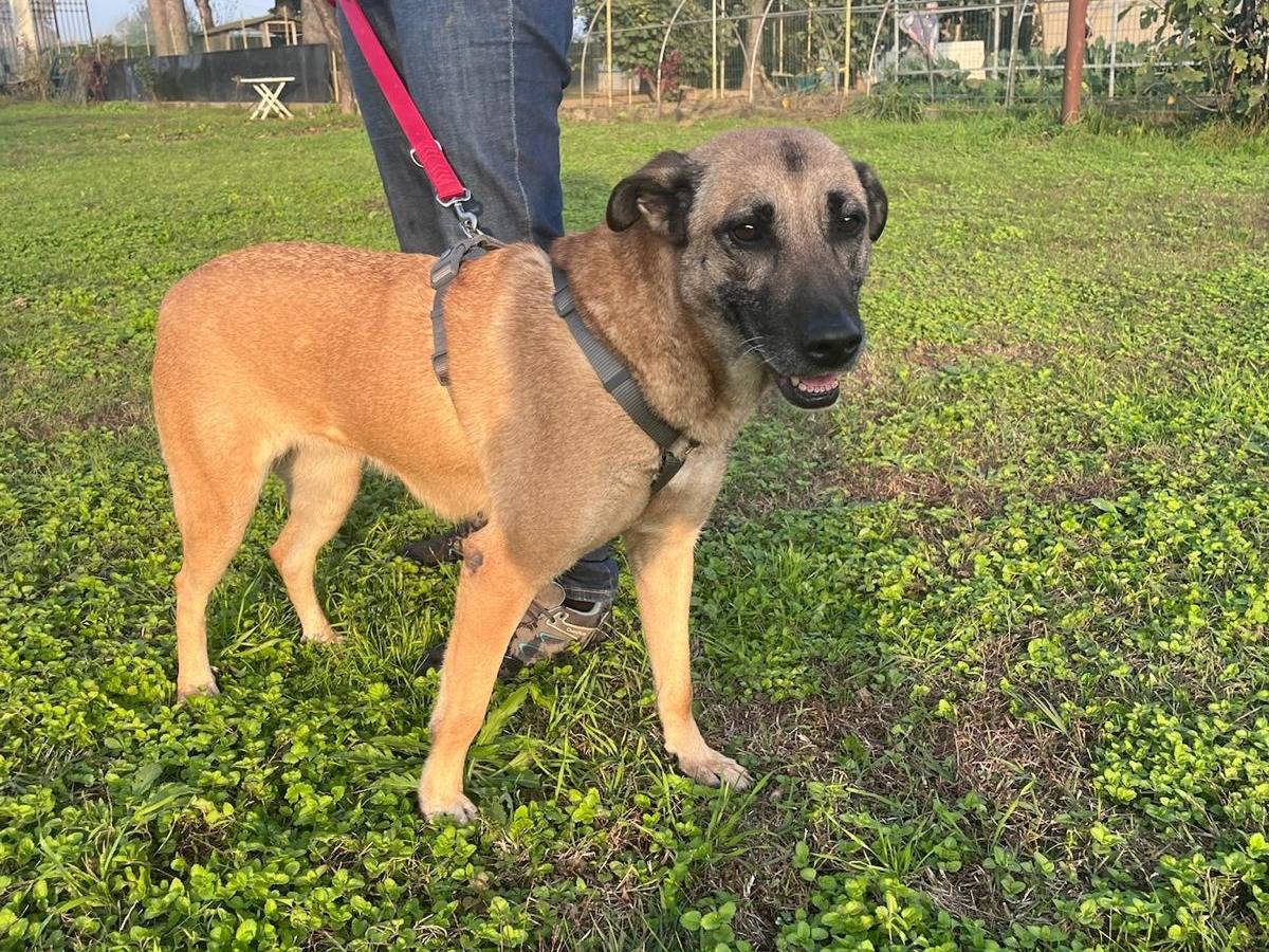 Vuoi adottare un cane a Milano?