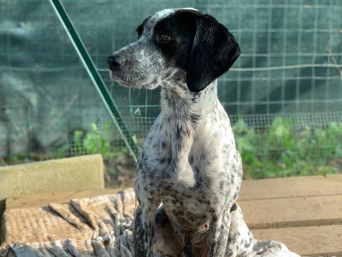 Adotta un cane, maschio, 8 anni e 8 mesi, Milano