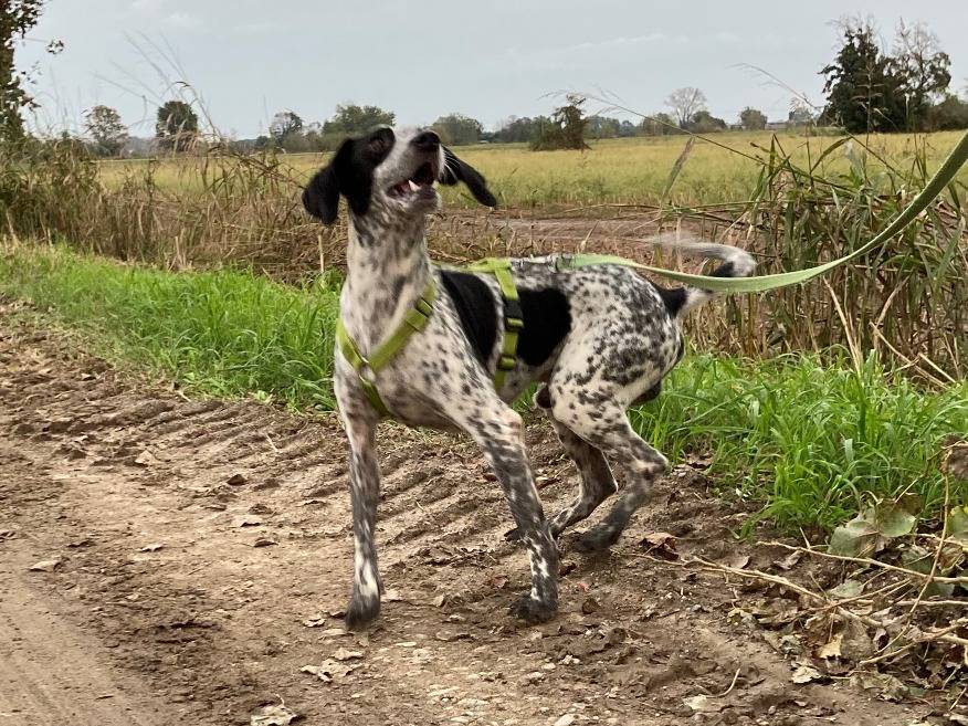 Vuoi adottare un cane a Milano?