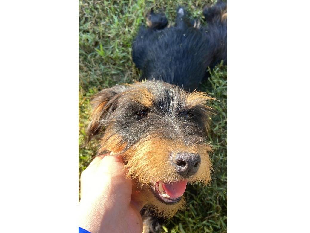 Adotta un cane, femmina, 4 anni  e 9 mesi , Roma