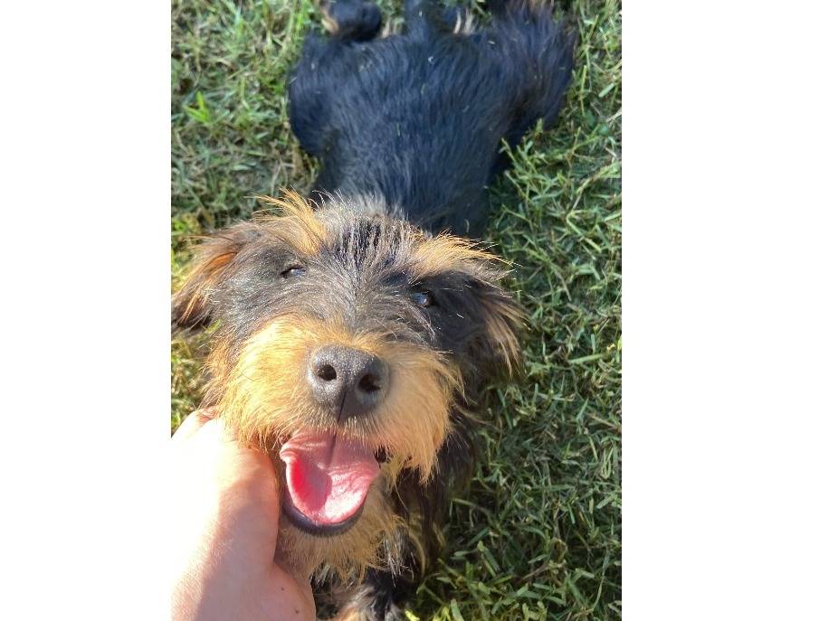Vuoi adottare un cane a Roma?
